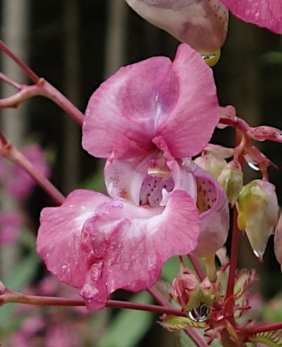 impatiens glandulifera