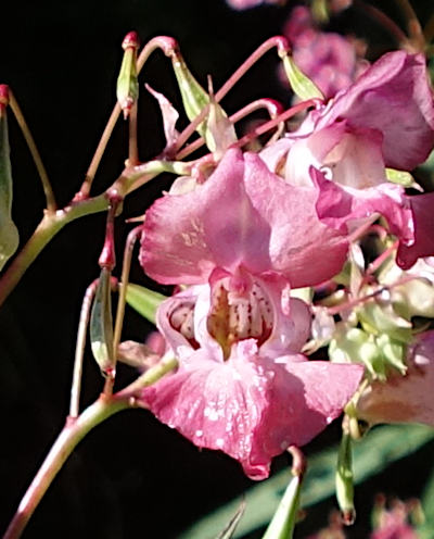 impatiens glandulifera