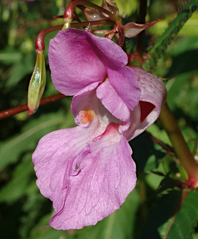 impatiens glandulifera