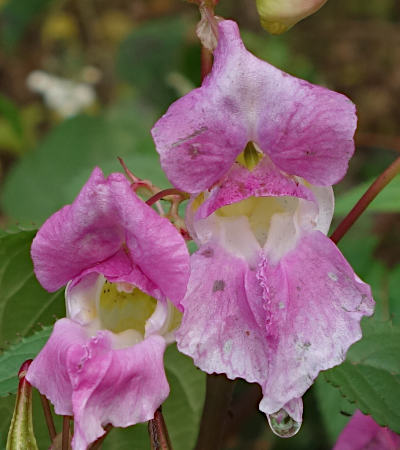 impatiens glandulifera