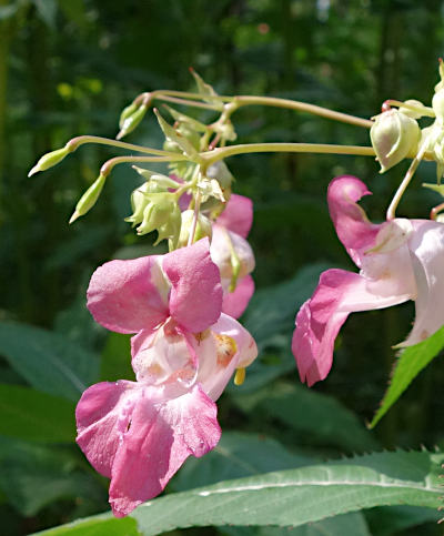 impatiens glandulifera