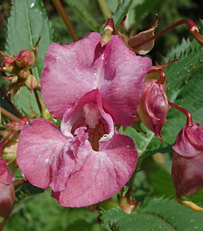 impatiens glandulifera