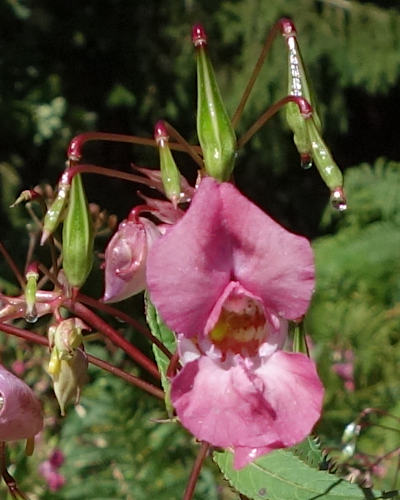 impatiens glandulifera