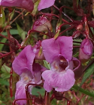 impatiens glandulifera