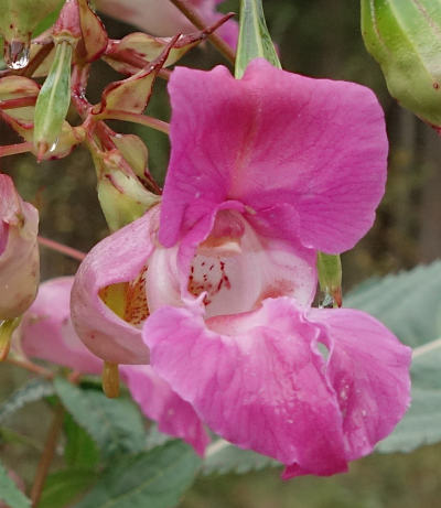 impatiens glandulifera