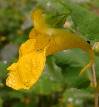 impatiens noli-tangere