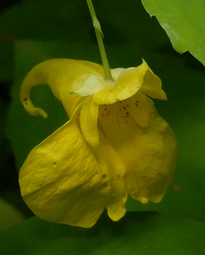 impatiens noli-tangere