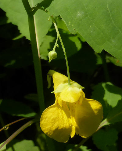 impatiens noli-tangere