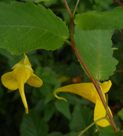 impatiens noli-tangere