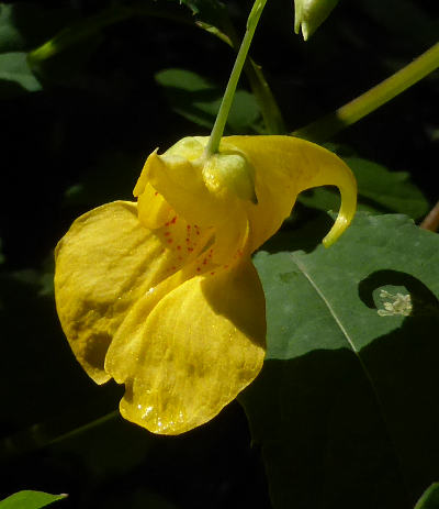 impatiens noli-tangere