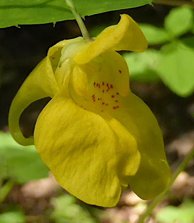 impatiens noli-tangere