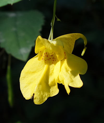 impatiens noli-tangere