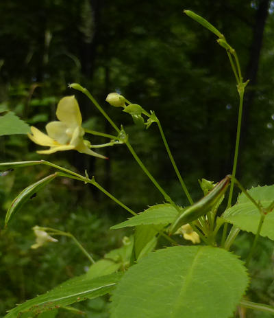 impatiens parviflora