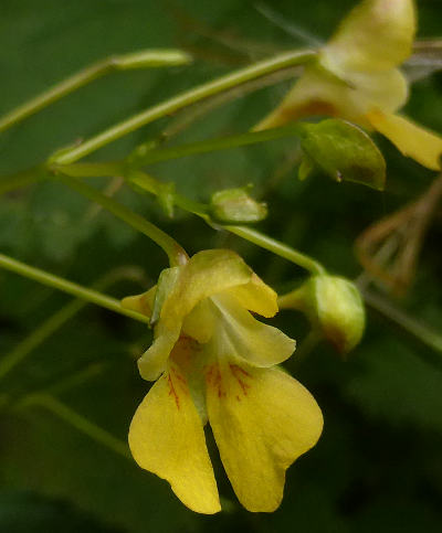 impatiens parviflora