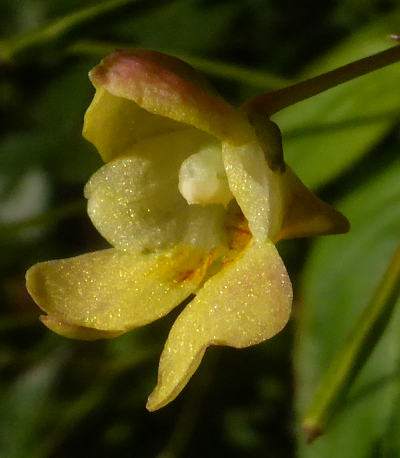 impatiens parviflora