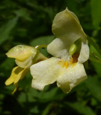 impatiens parviflora