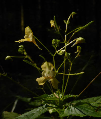 impatiens parviflora