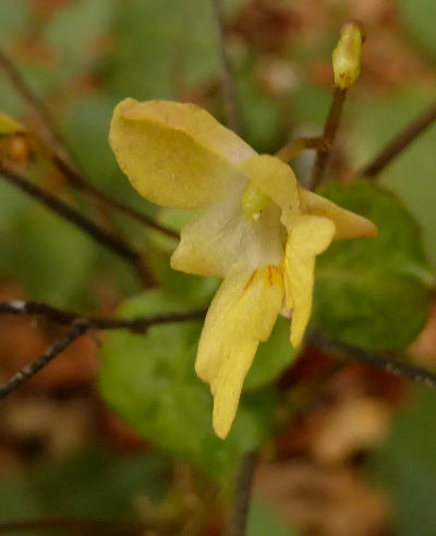 impatiens parviflora