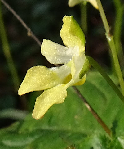 impatiens parviflora