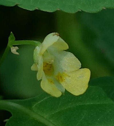 impatiens parviflora