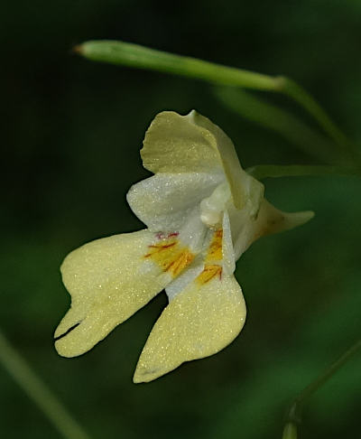 impatiens parviflora