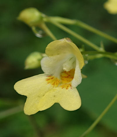 impatiens parviflora