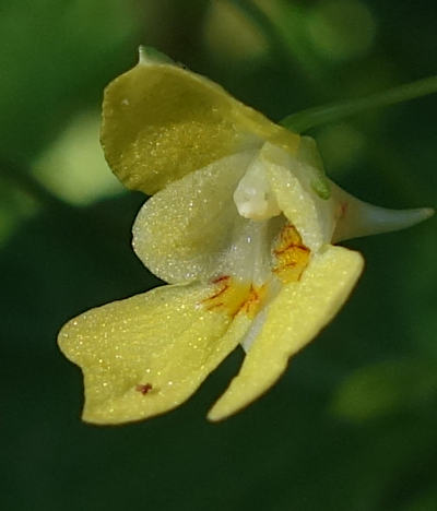 impatiens parviflora