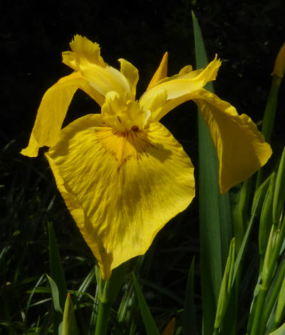 iris pseudoacorus