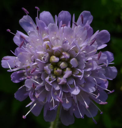 knautia arvensis