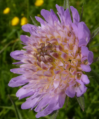 knautia arvensis