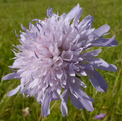 knautia arvensis