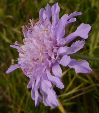 knautia arvensis