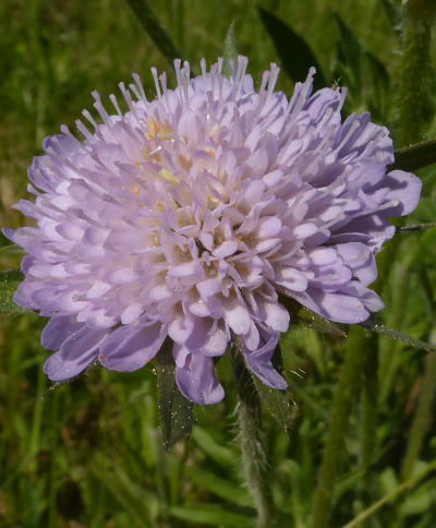 knautia arvensis