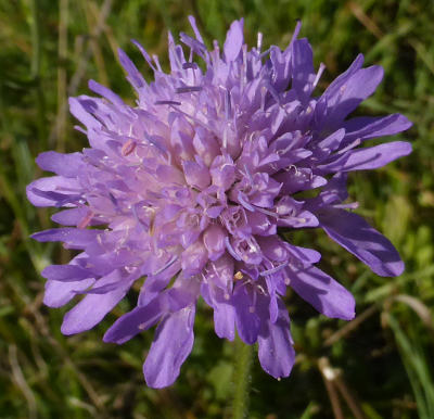 knautia arvensis