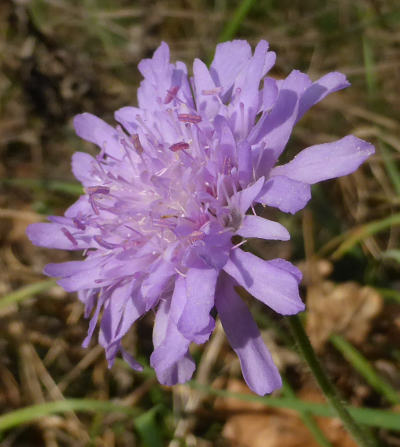 knautia arvensis