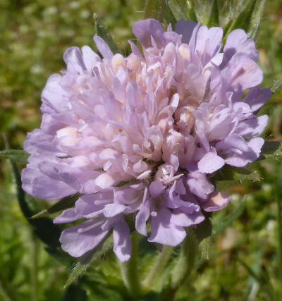 knautia arvensis