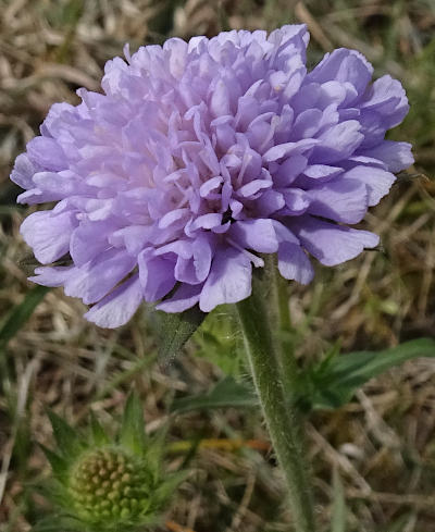 knautia arvensis