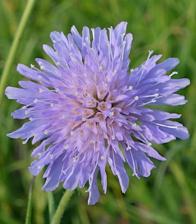 knautia arvensis