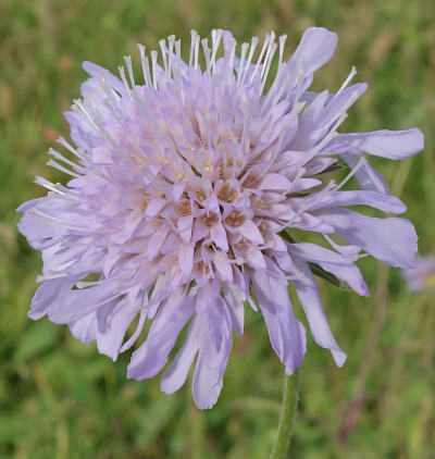 knautia arvensis