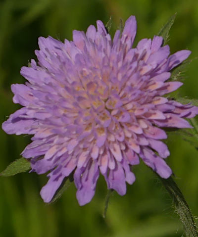 knautia arvensis