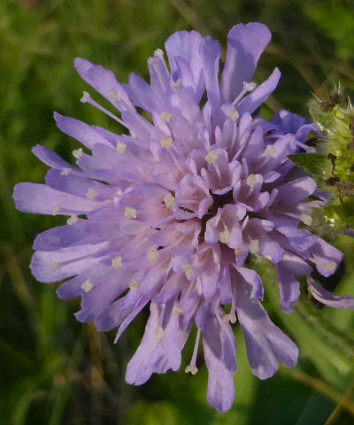 knautia dipsacifolia