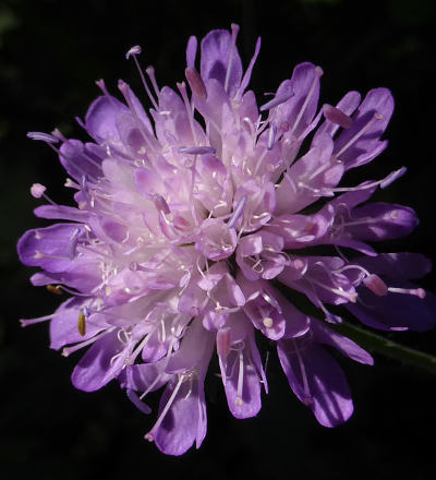 knautia dipsacifolia