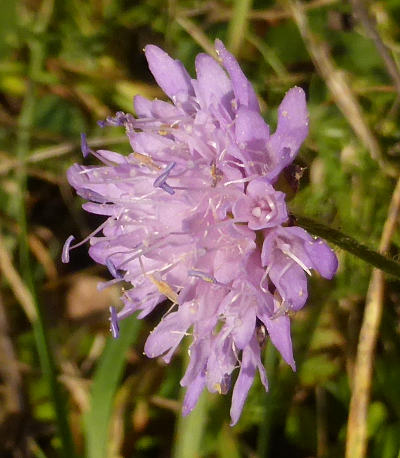 knautia dipsacifolia