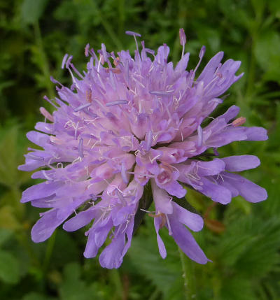 knautia dipsacifolia