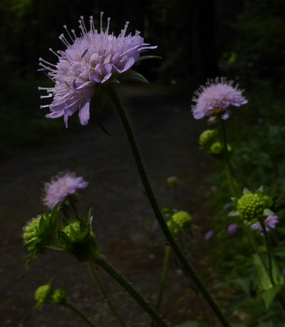 knautia dipsacifolia