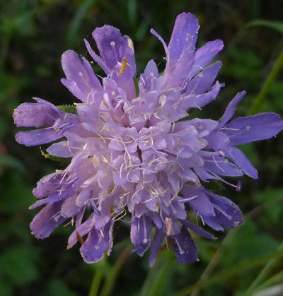 knautia dipsacifolia