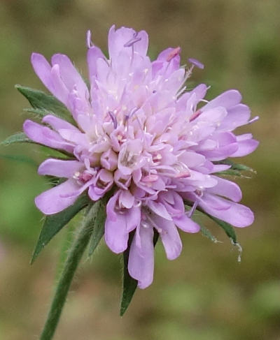 knautia dipsacifolia