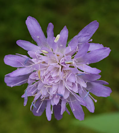 knautia dipsacifolia