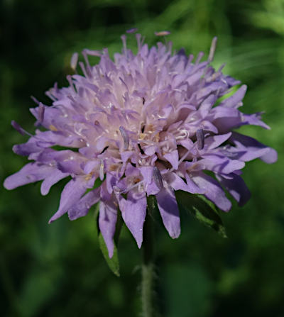 knautia dipsacifolia