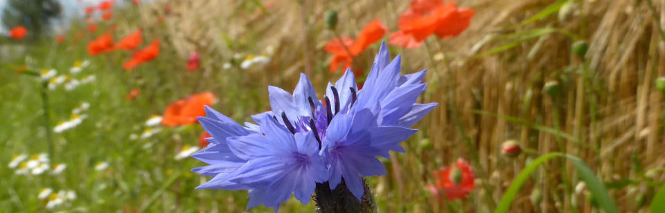 Kornblume, Mohn und Kamille 28.06.2016